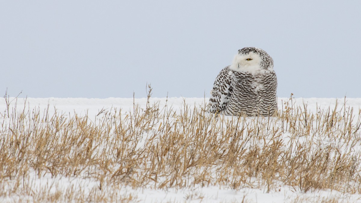 Snowy Owl - ML287903701