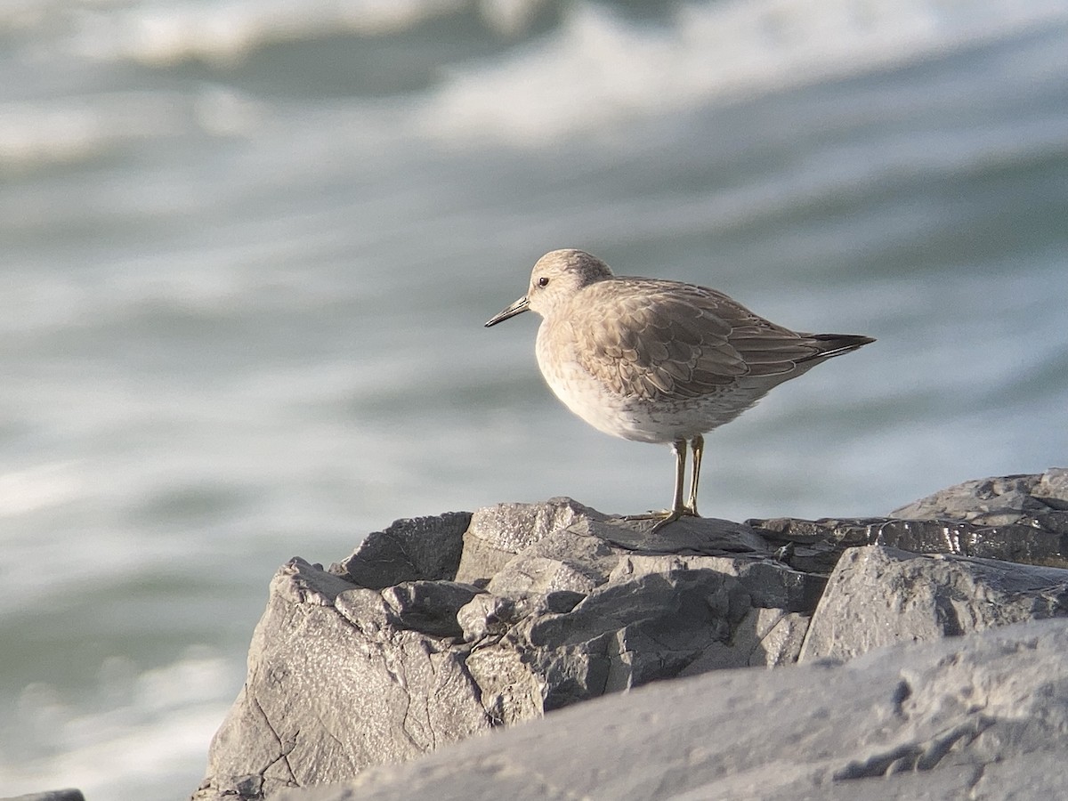 Red Knot - ML287904061