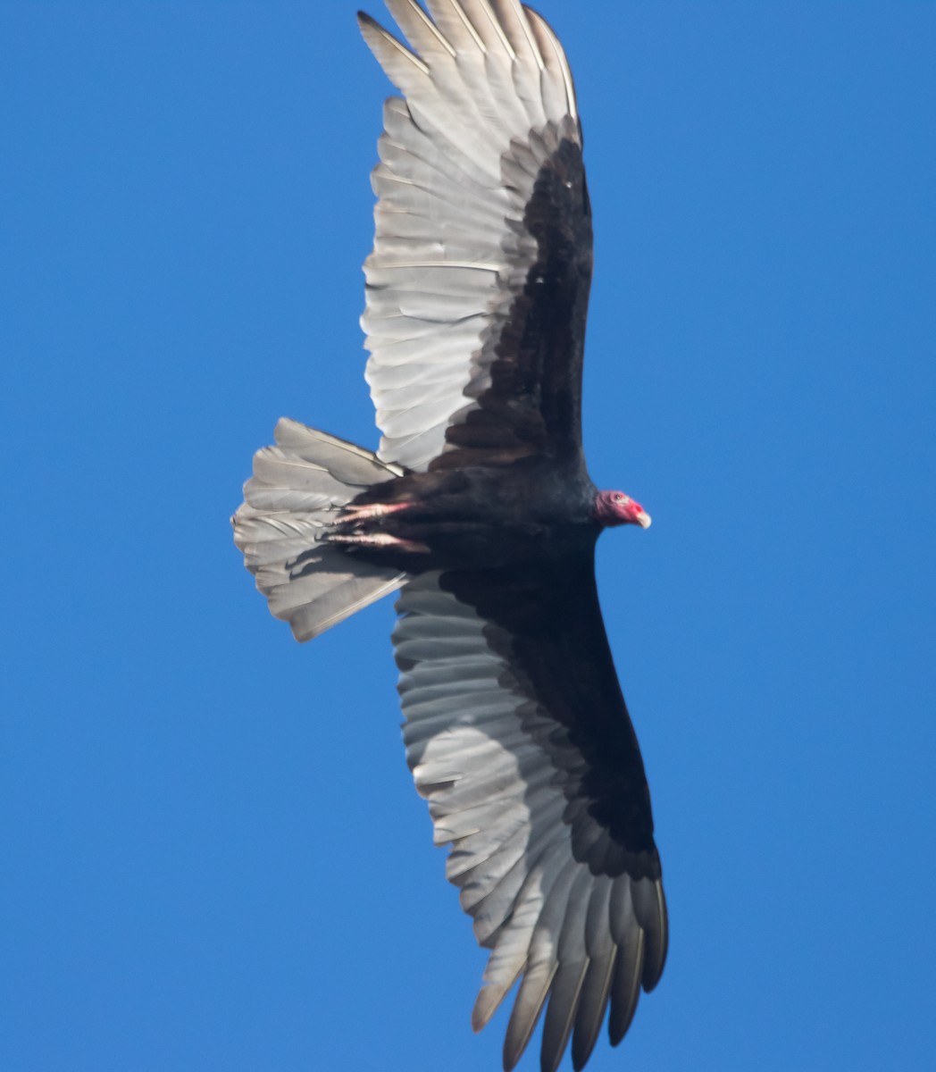 Turkey Vulture - ML287909711