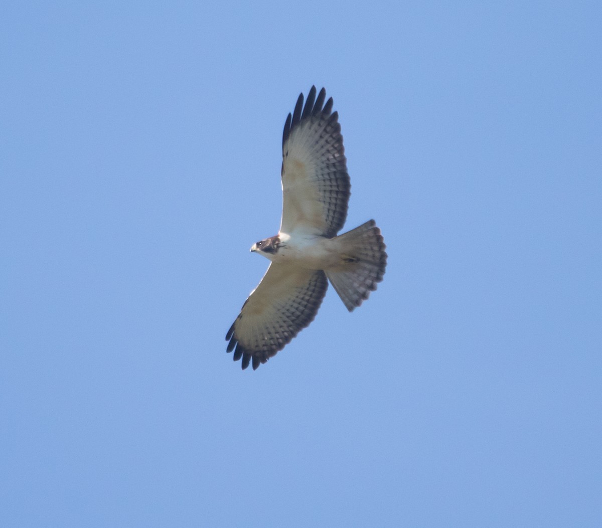 Short-tailed Hawk - Isaias Morataya