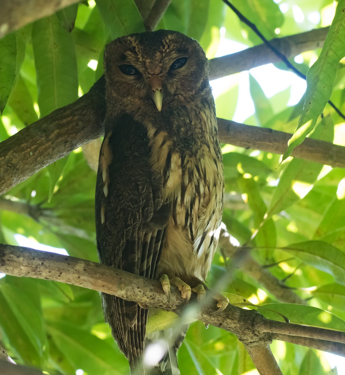 Mottled Owl - ML287909851