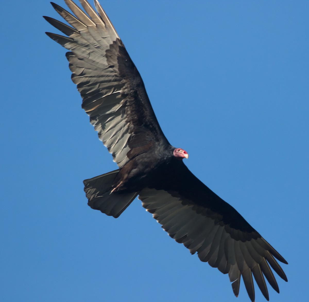 Turkey Vulture - ML287910201