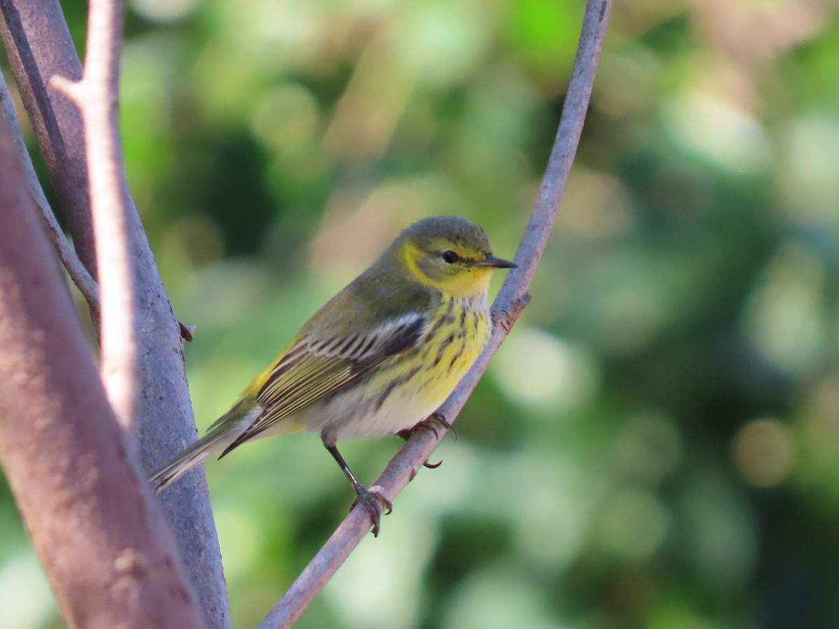 Cape May Warbler - ML287924141