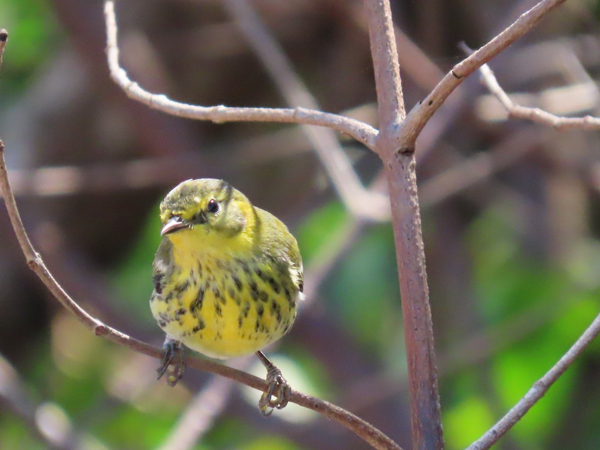 Cape May Warbler - ML287924151