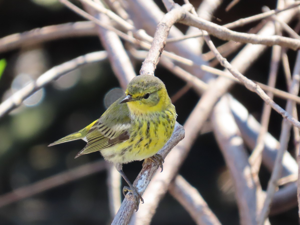 Cape May Warbler - ML287924161
