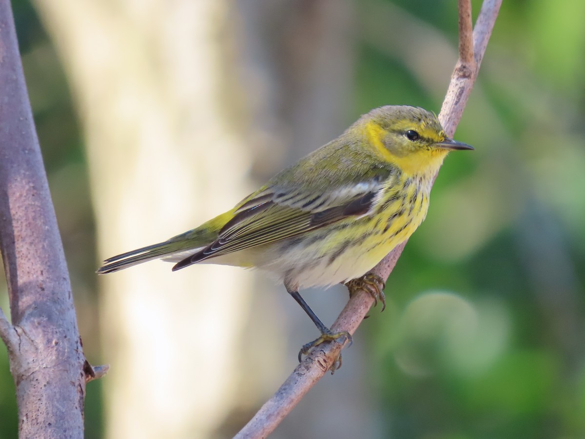 Cape May Warbler - ML287924221