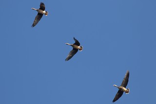 Greater White-fronted Goose, ML287924311