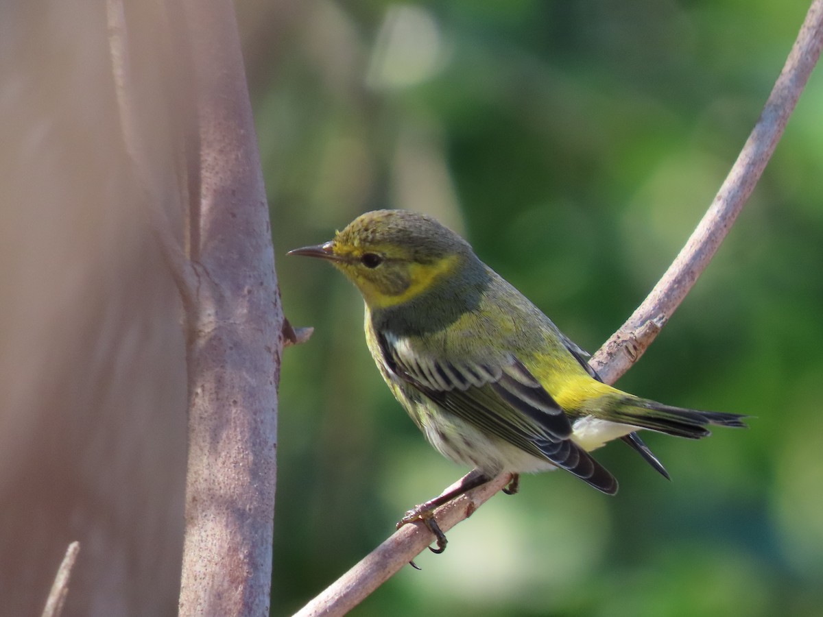 Cape May Warbler - ML287927171