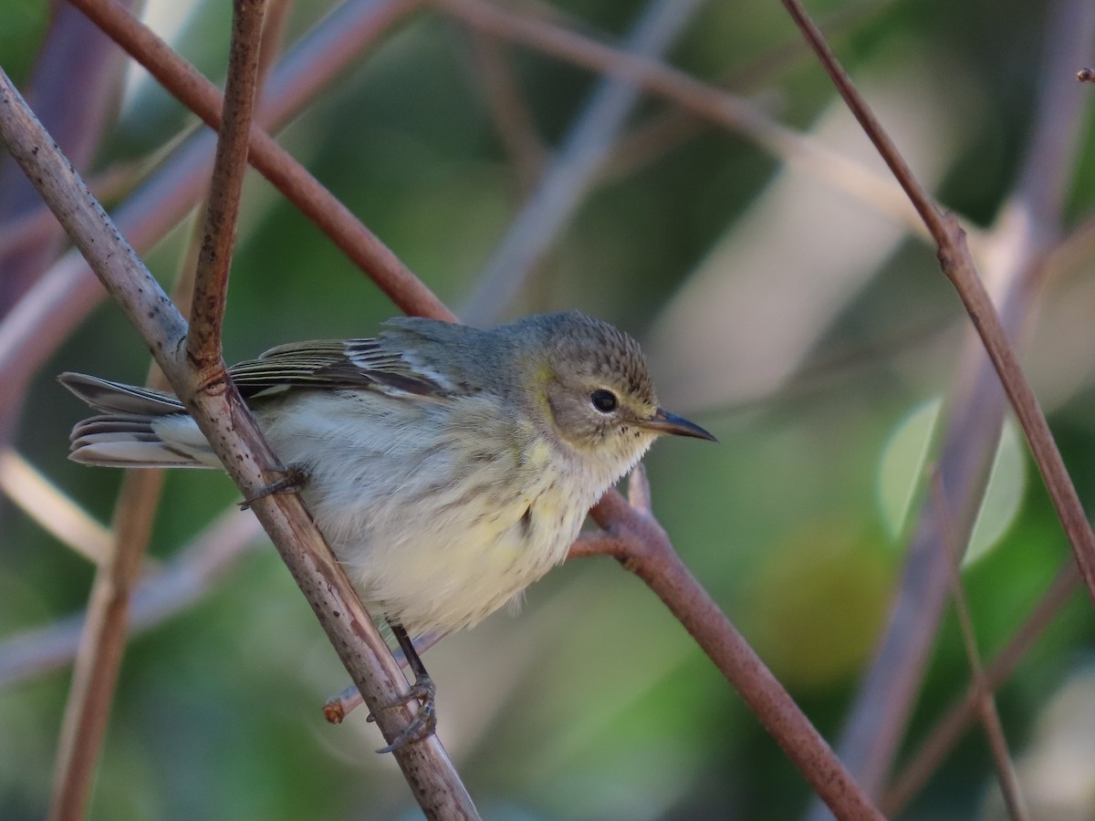 Cape May Warbler - ML287927741