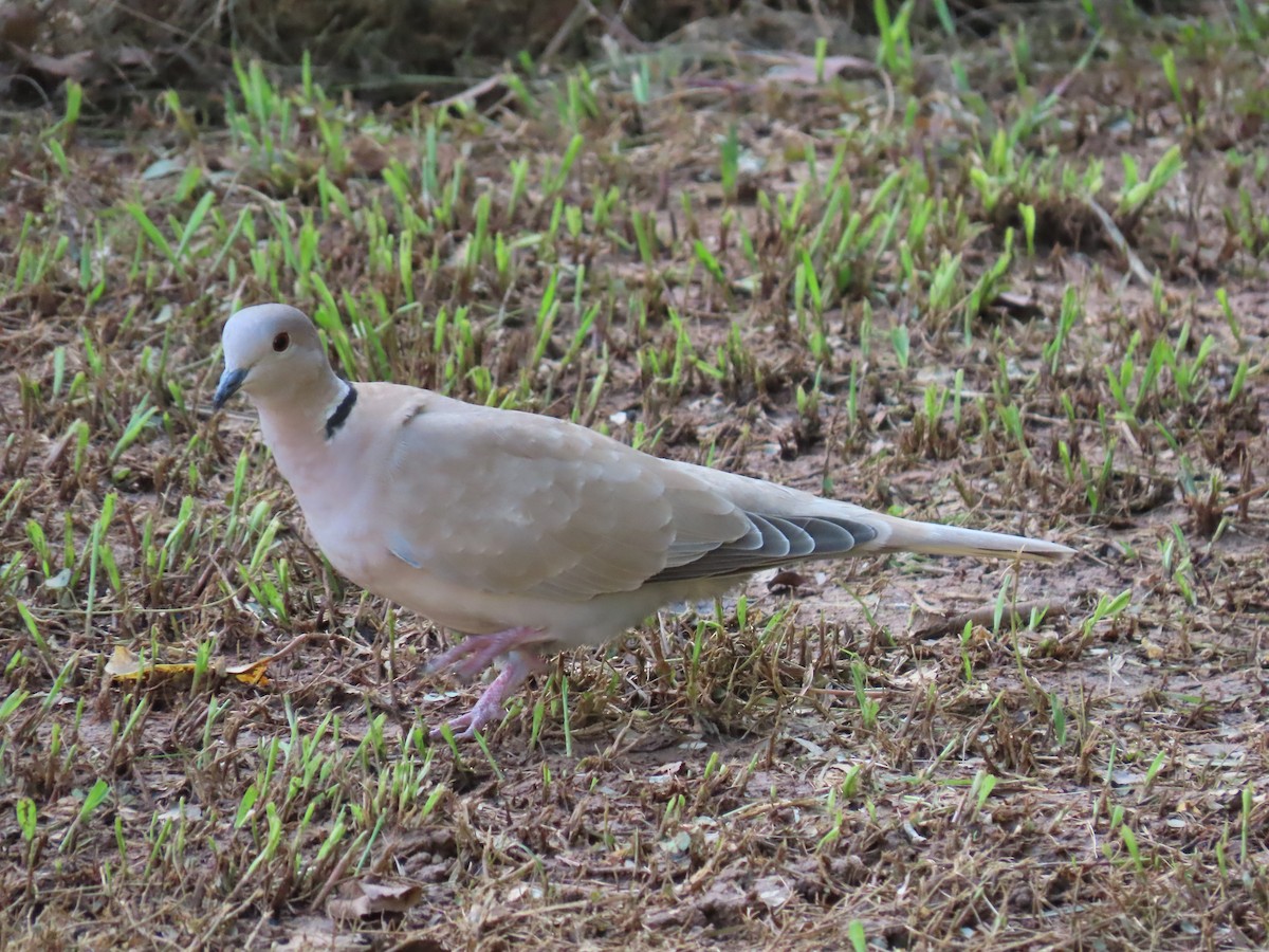 Eurasian Collared-Dove - ML287928391