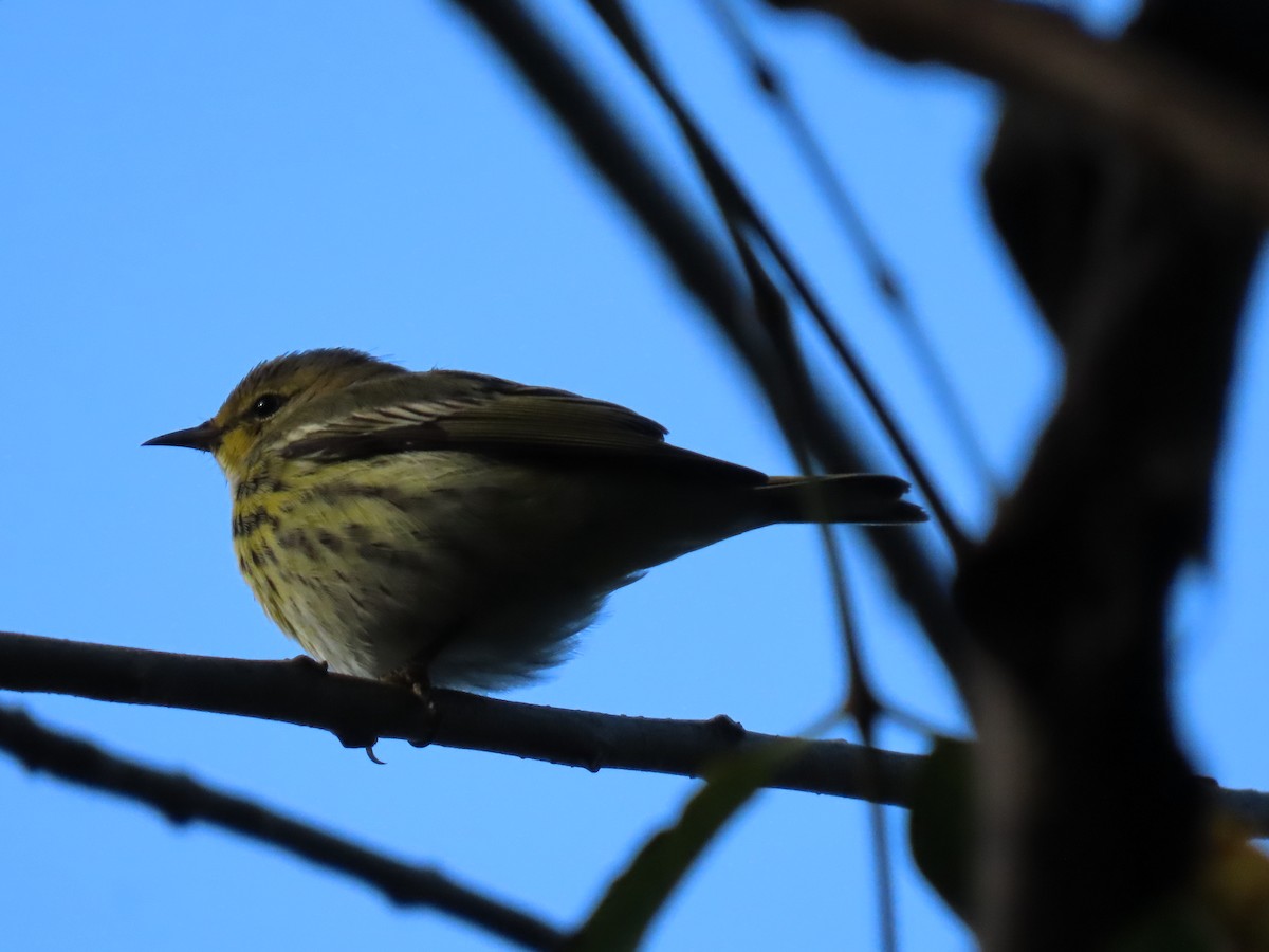 Cape May Warbler - ML287928971