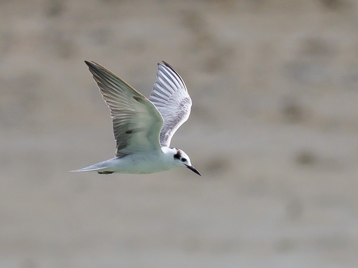 White-winged Tern - ML287929381