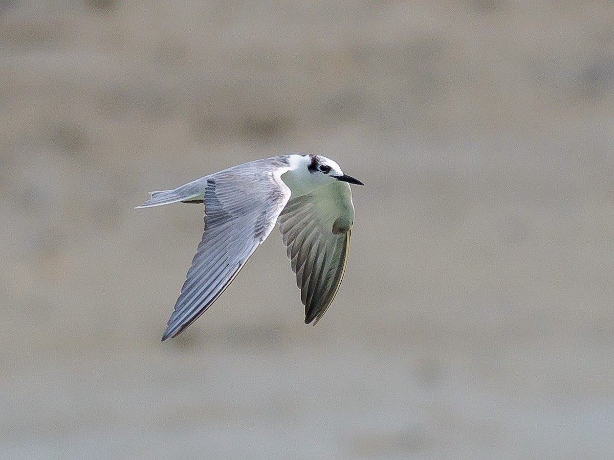 White-winged Tern - ML287929401