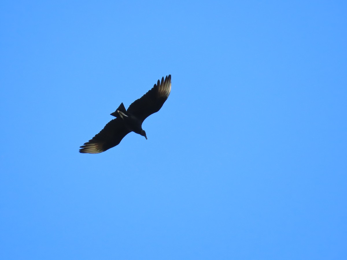 Black Vulture - ML287930331