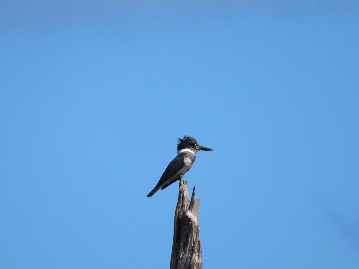 Belted Kingfisher - Anuar Acosta