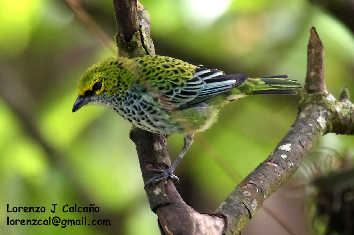 Speckled Tanager - ML287938291