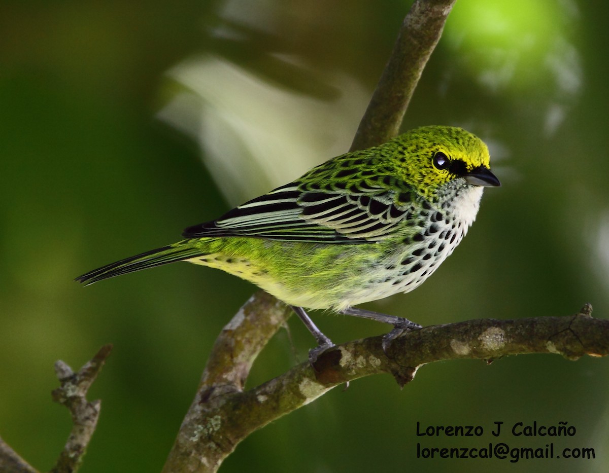 Speckled Tanager - ML287938561