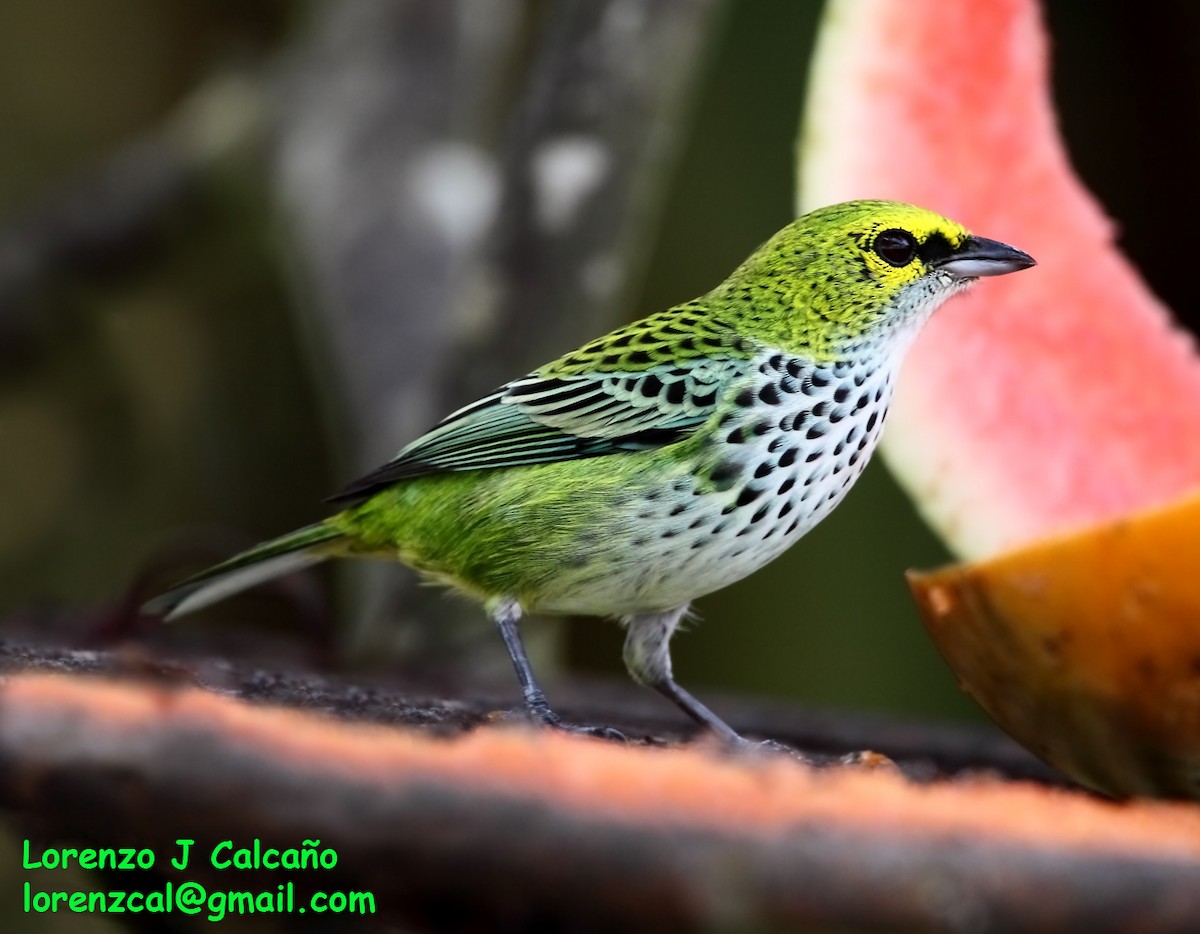 Speckled Tanager - ML287938801