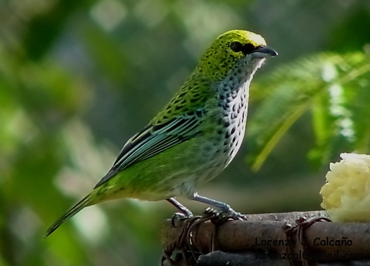 Speckled Tanager - ML287938831