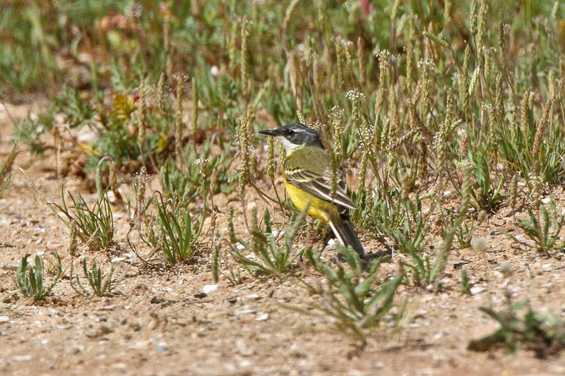 Western Yellow Wagtail - Tom Tams