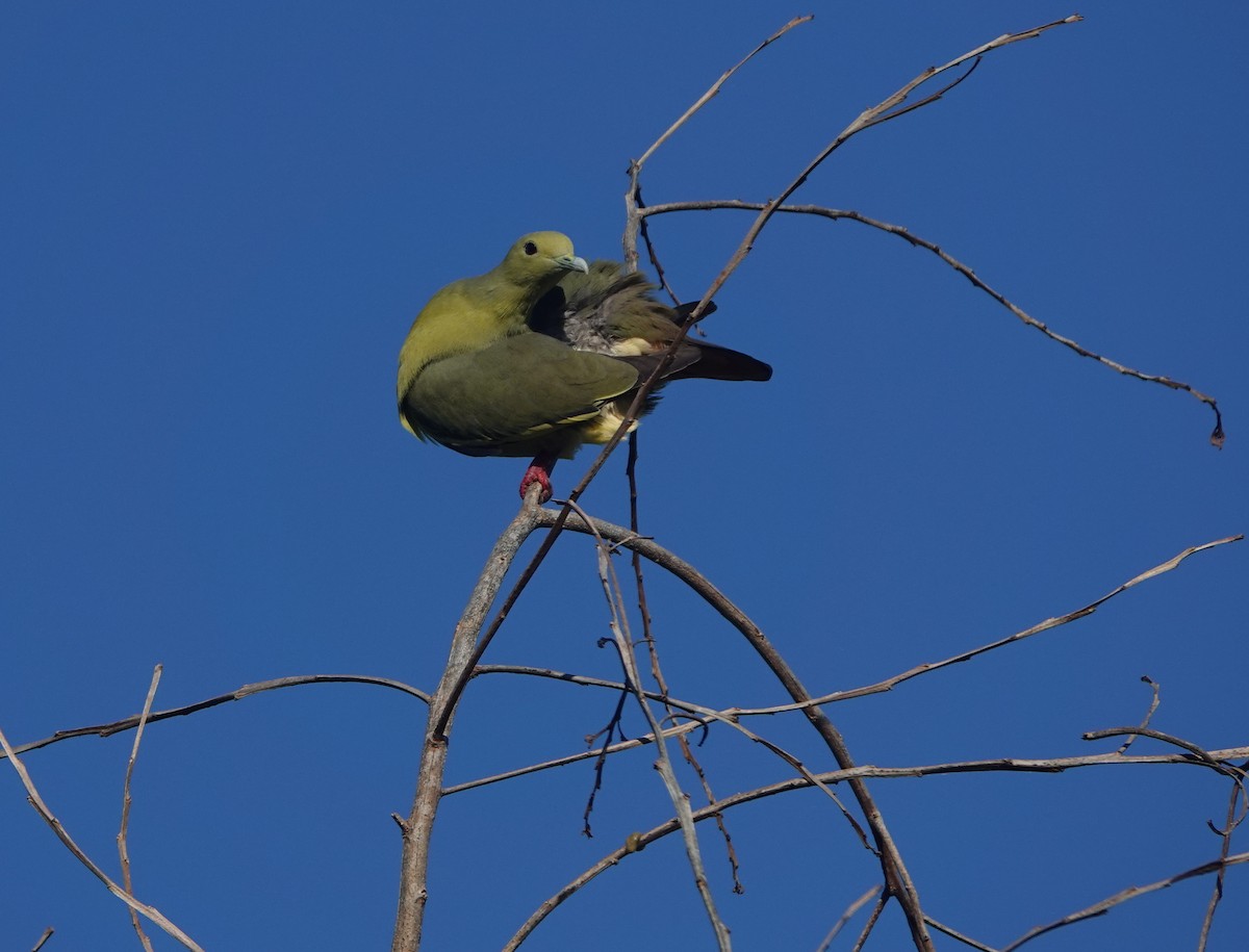 Pink-necked Green-Pigeon - Sue Hacking