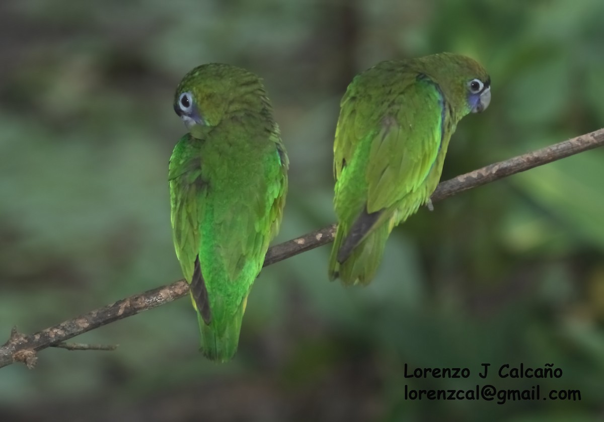 Scarlet-shouldered Parrotlet - Lorenzo Calcaño