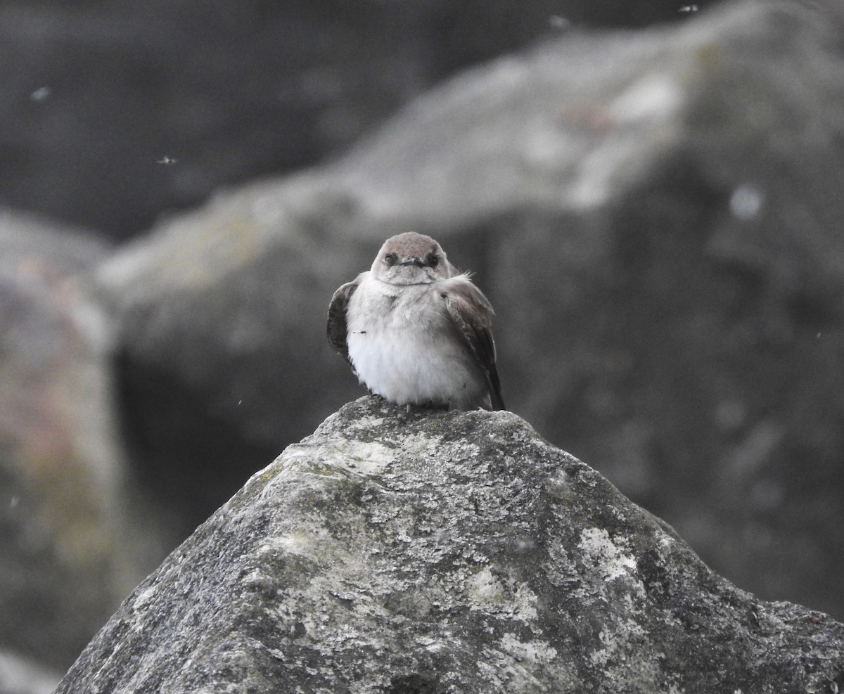 Northern Rough-winged Swallow - ML28794501