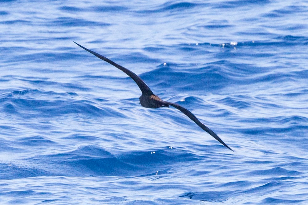 Flesh-footed Shearwater - ML28794831