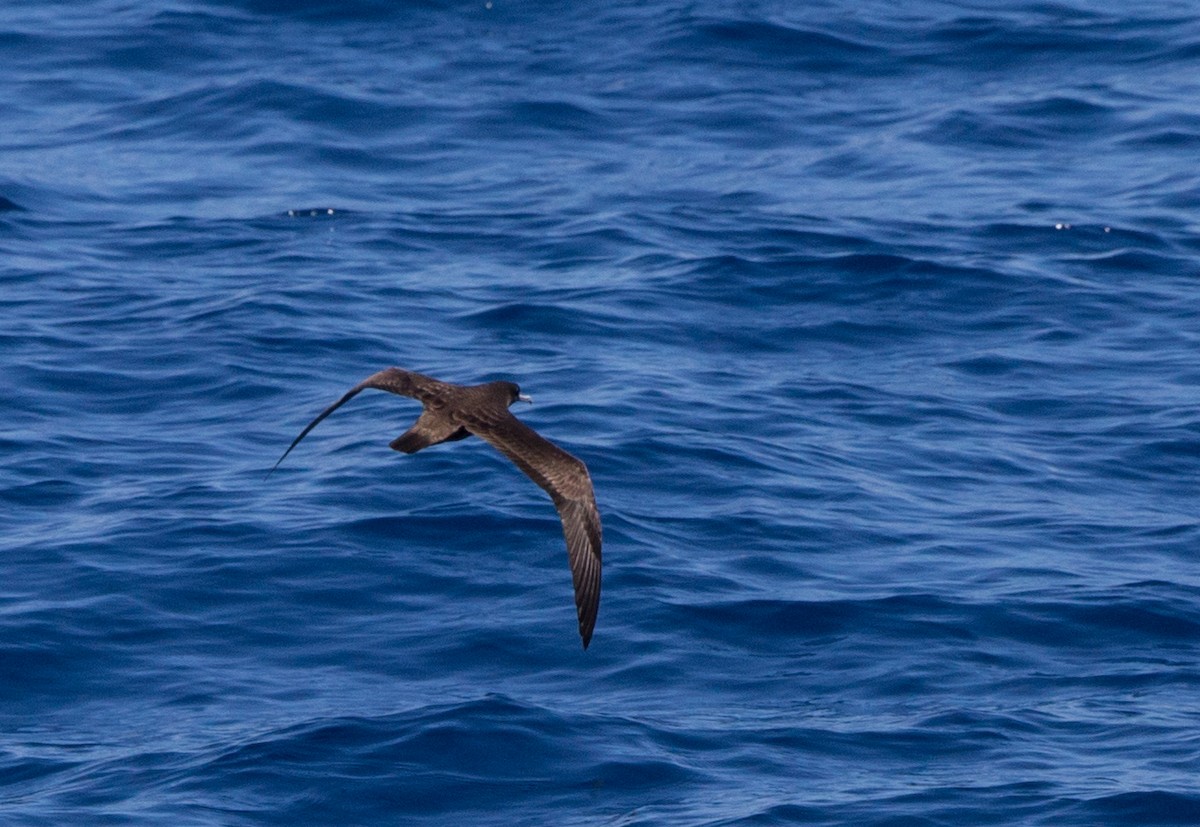 Flesh-footed Shearwater - ML28795001