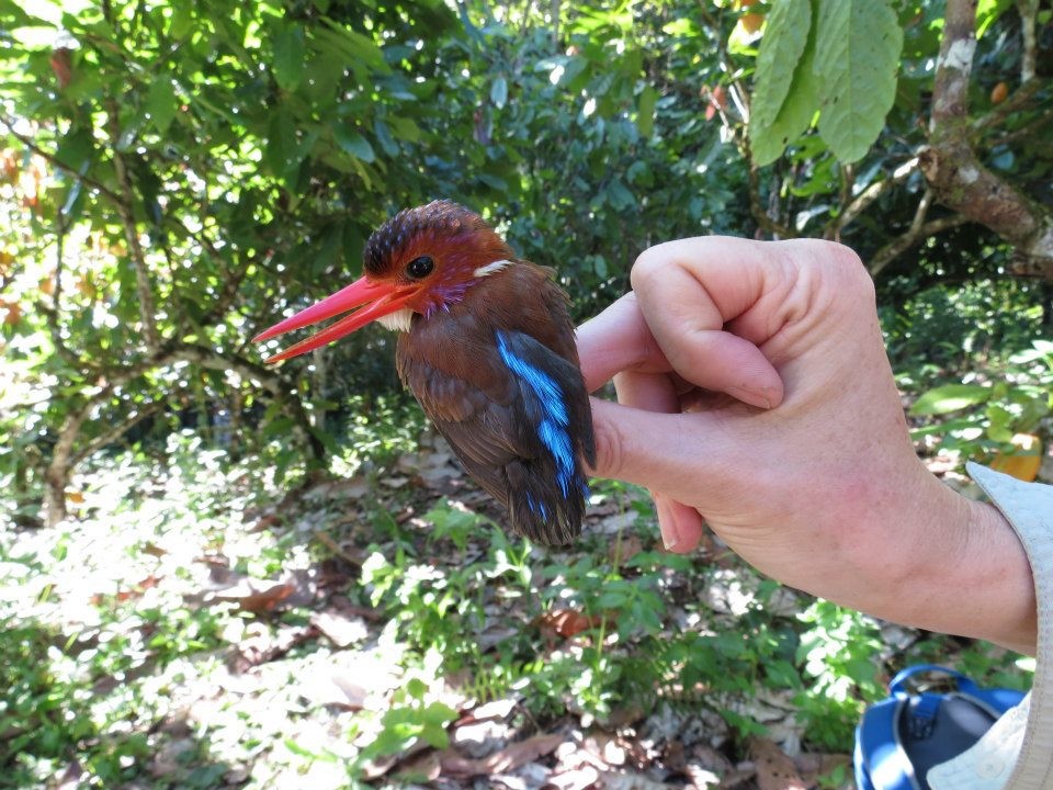 Sulawesi Dwarf-Kingfisher - Bert Harris