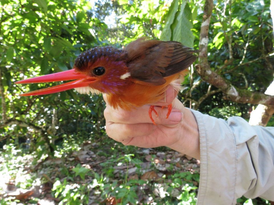 Sulawesi Dwarf-Kingfisher - ML287956341