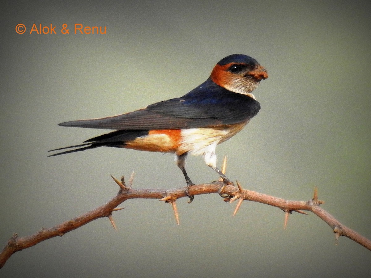 Red-rumped Swallow - ML287958071