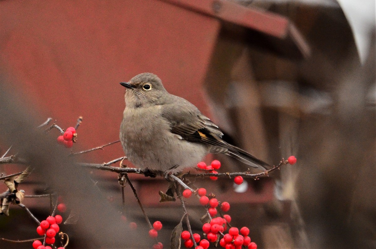 Townsend's Solitaire - ML287960431