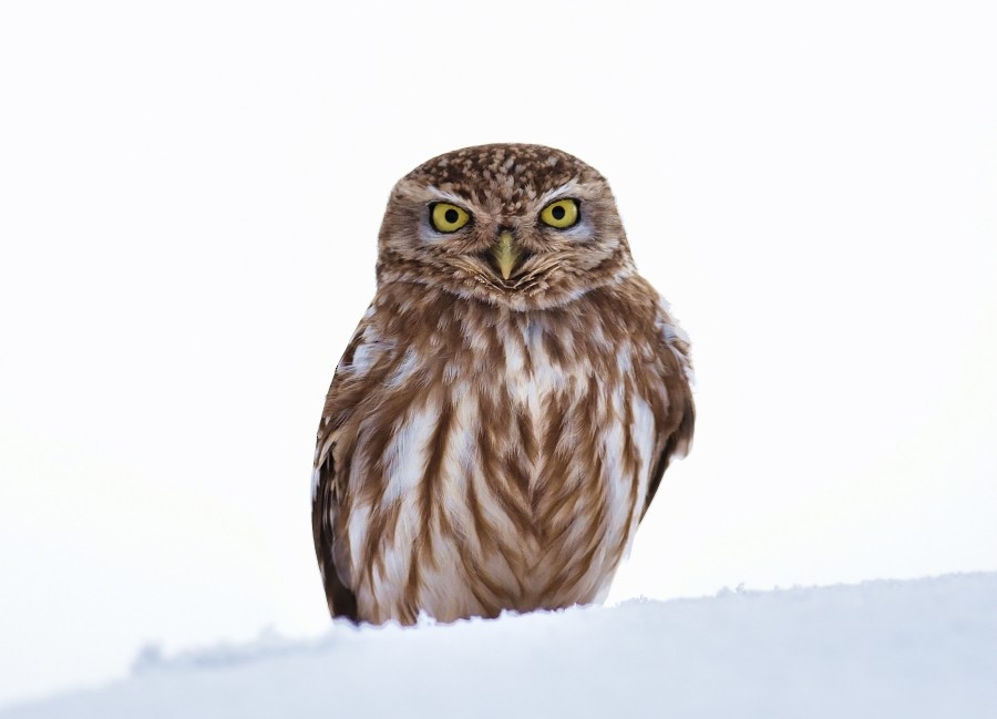 Little Owl - Clayton Burne