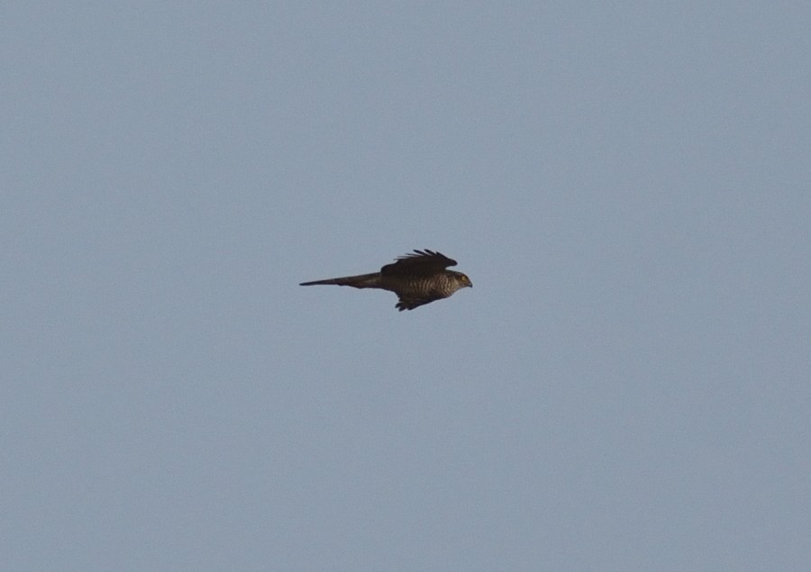 Eurasian Sparrowhawk - Clayton Burne