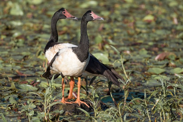 Magpie Goose EBird | informacionpublica.svet.gob.gt