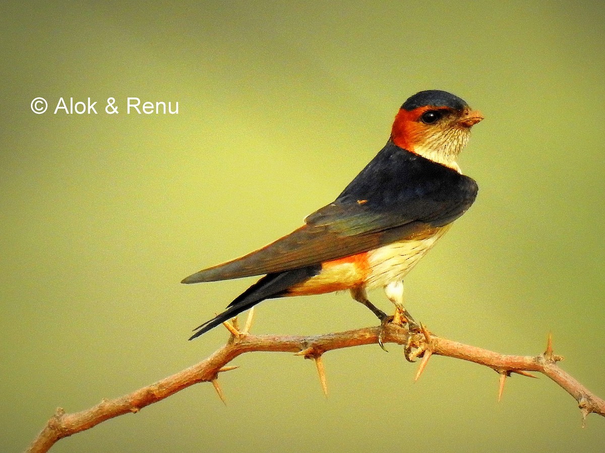 Red-rumped Swallow - ML287971051