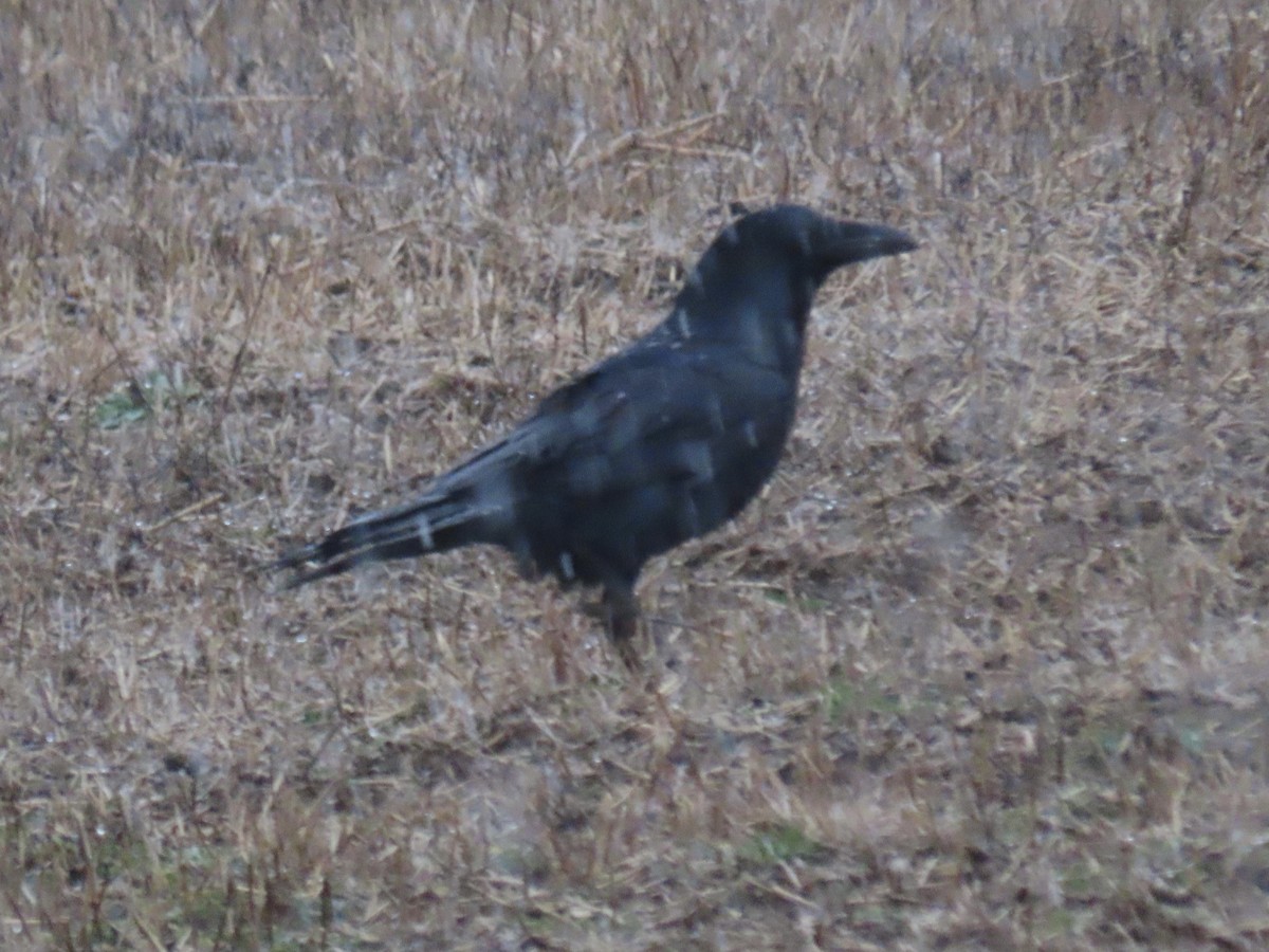 Common Raven - Howard West