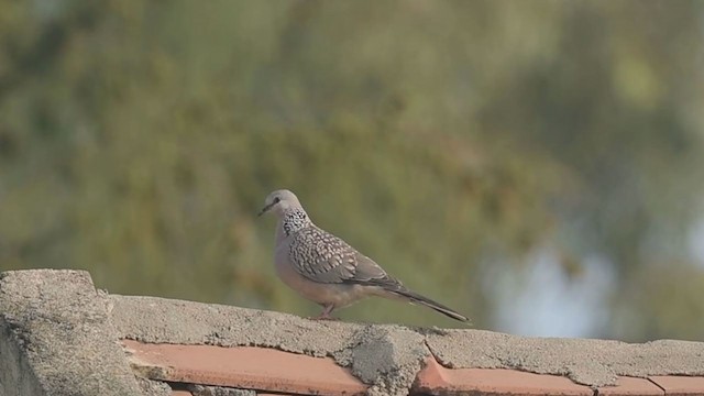 Spotted Dove - ML287975581