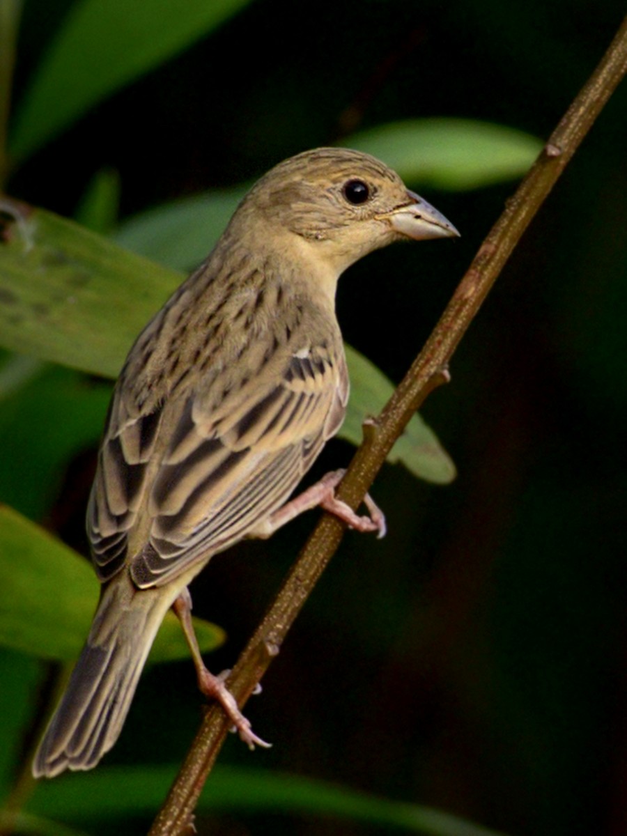 Red-headed Bunting - ML287983381