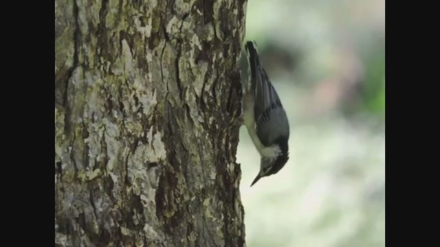 White-breasted Nuthatch - ML287984631