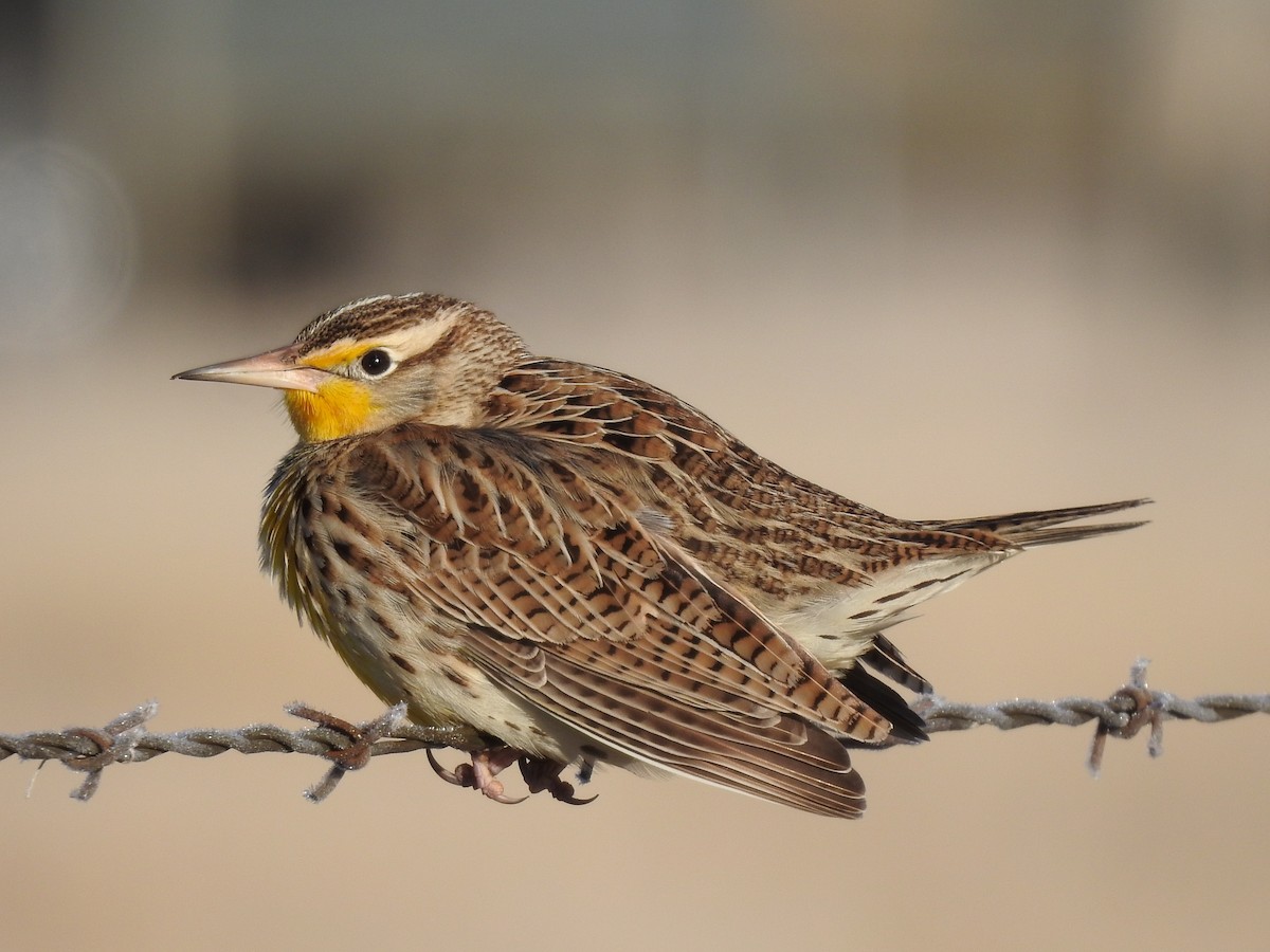 Western Meadowlark - Kevin Long