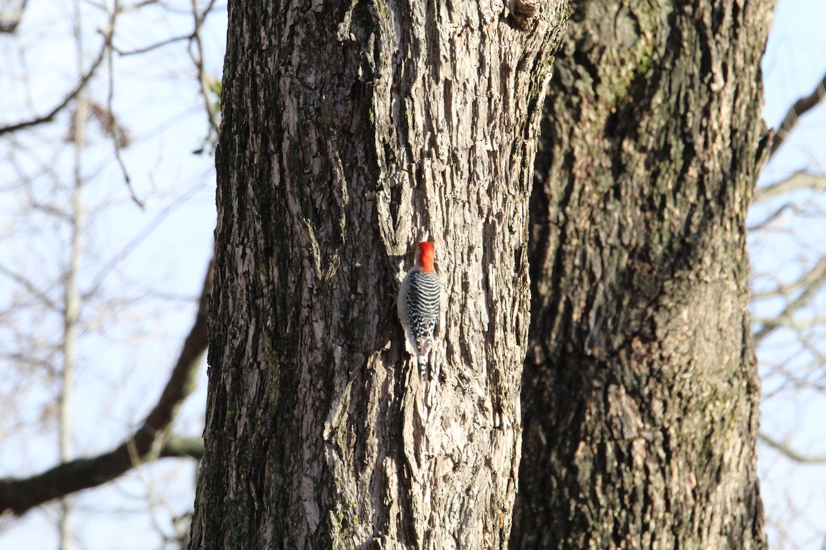 Red-bellied Woodpecker - ML287986151