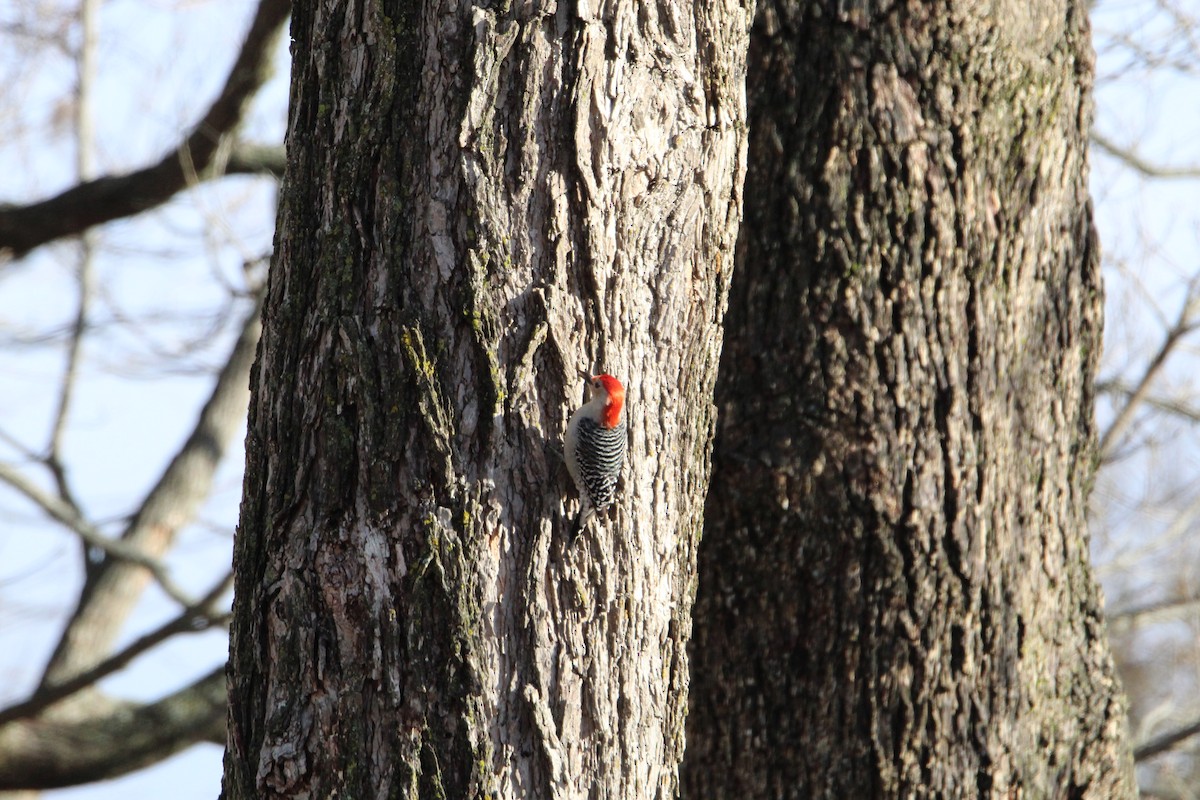 Red-bellied Woodpecker - ML287986201