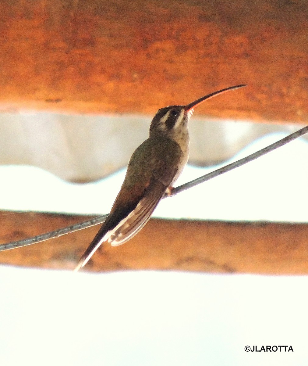 Sooty-capped Hermit - ML287988921