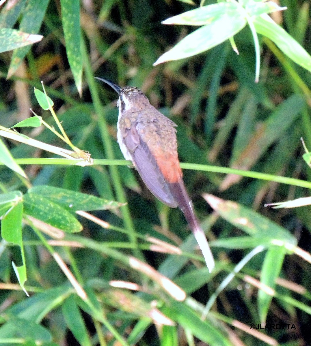 Sooty-capped Hermit - ML287988991