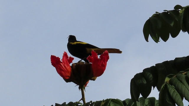 Yellow-winged Cacique - ML287990841