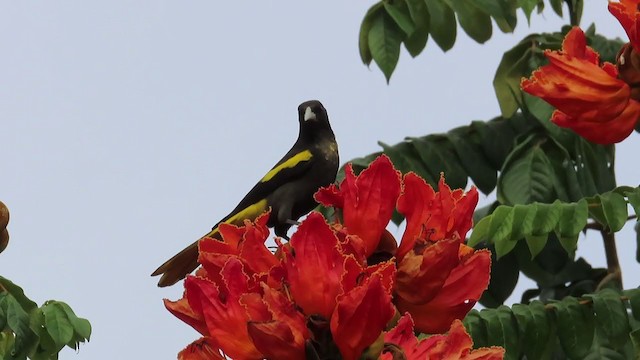 Yellow-winged Cacique - ML287990891