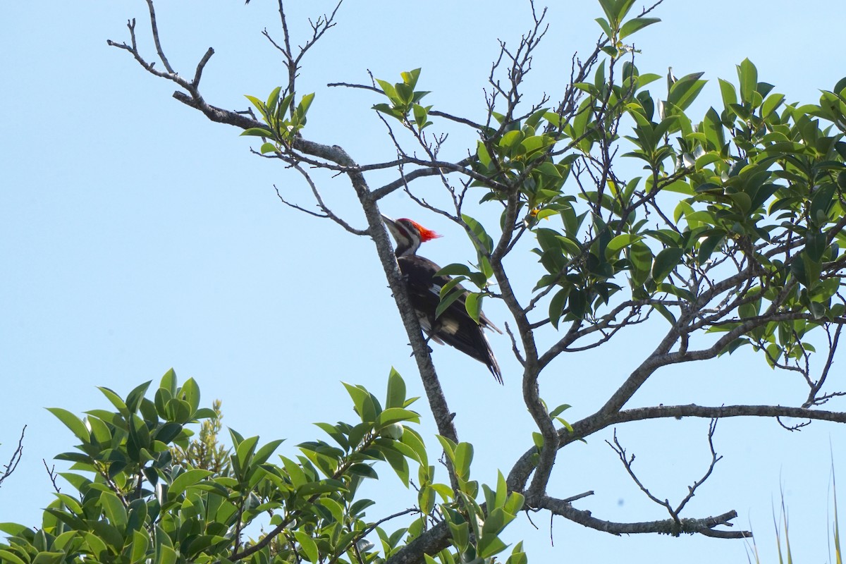 Pileated Woodpecker - Doreen LePage