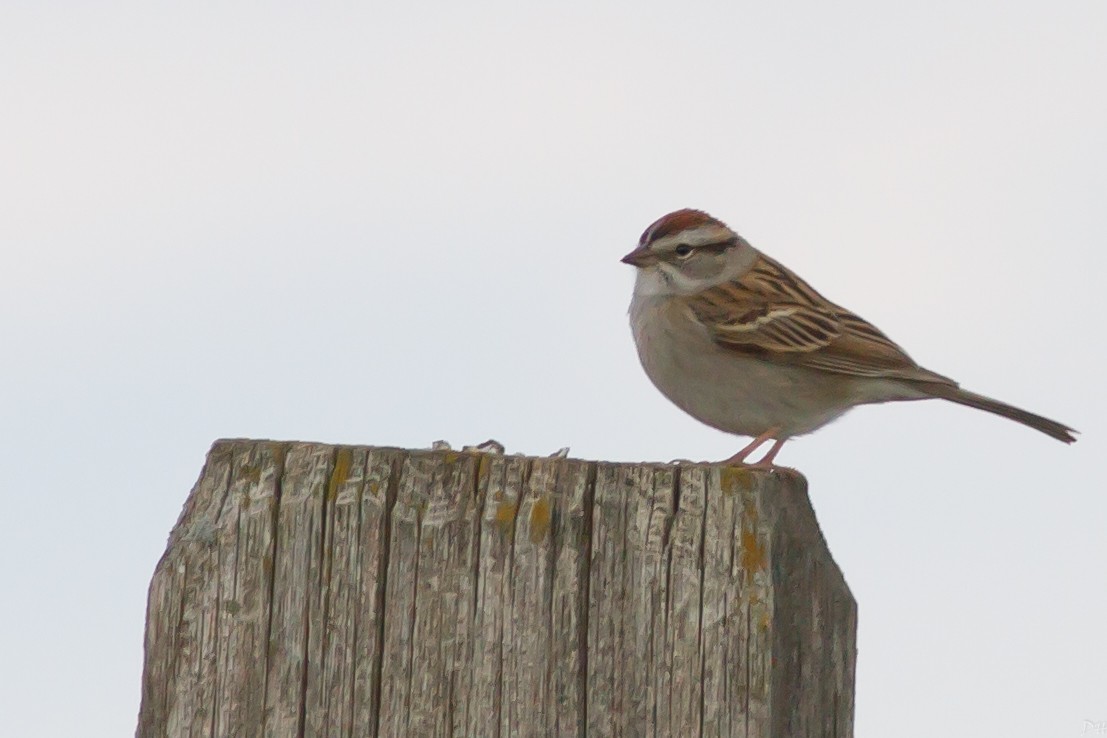Chipping Sparrow - David Hill
